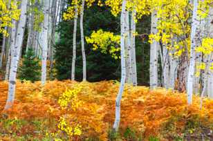 Aspen forest-1818